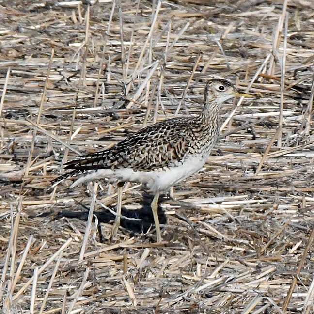 Upland Sandpiper - ML619965883