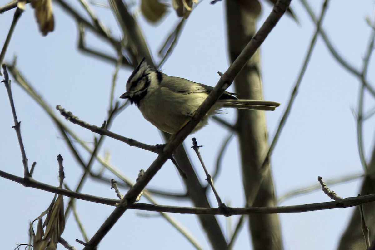 Bridled Titmouse - ML619965887