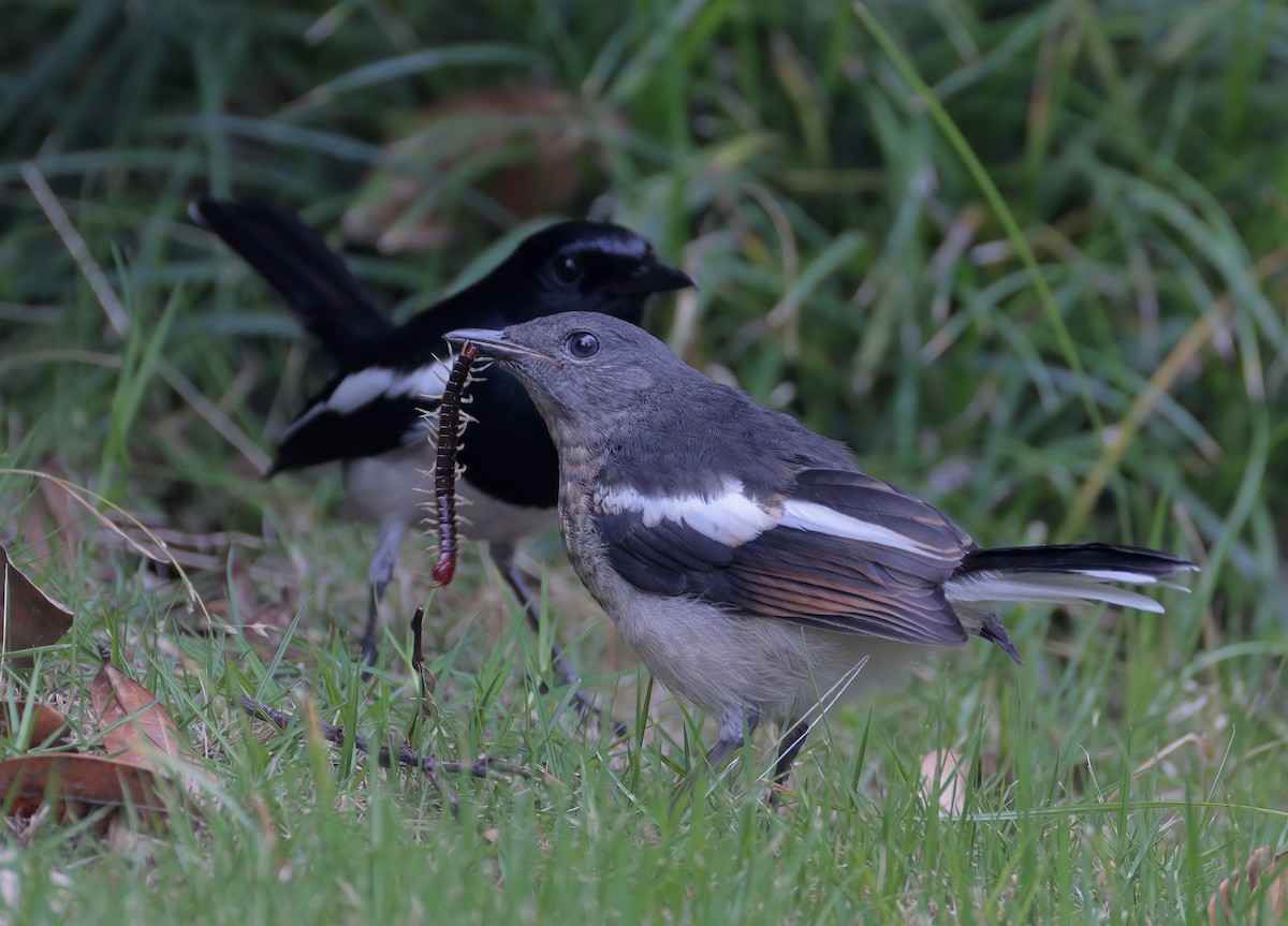 Oriental Magpie-Robin - ML619965888