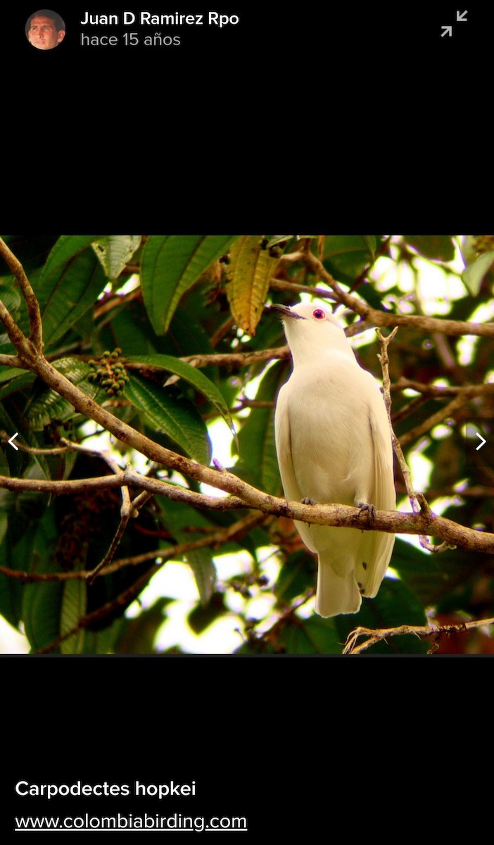 Cotinga Blanco - ML619965896