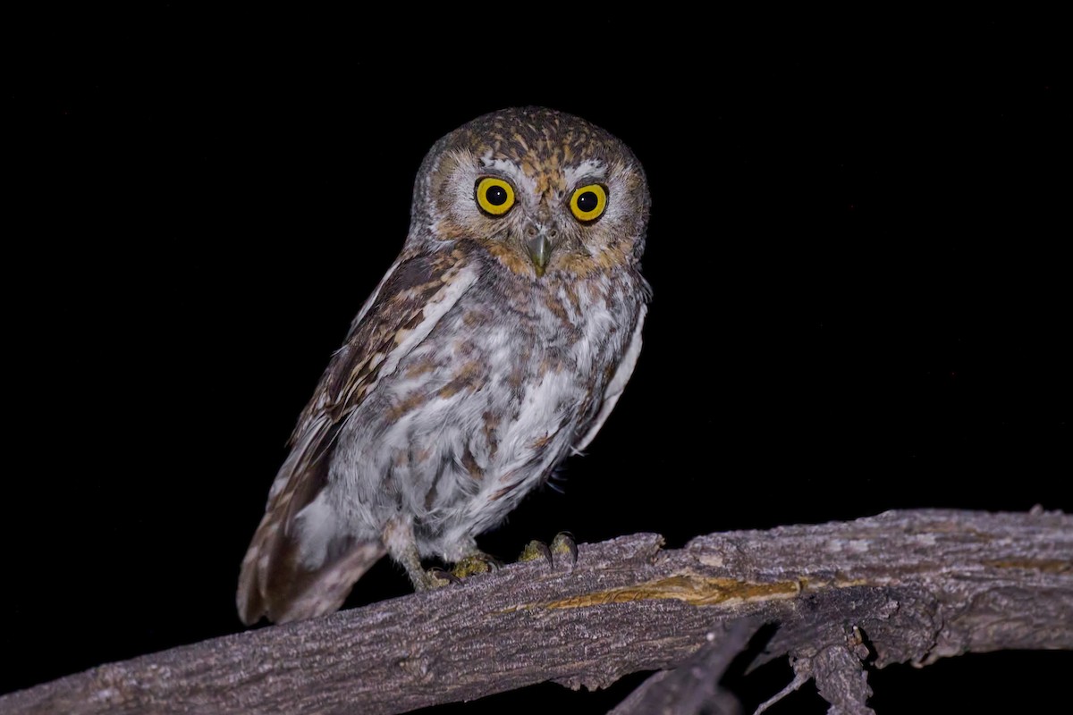 Elf Owl - ML619965930