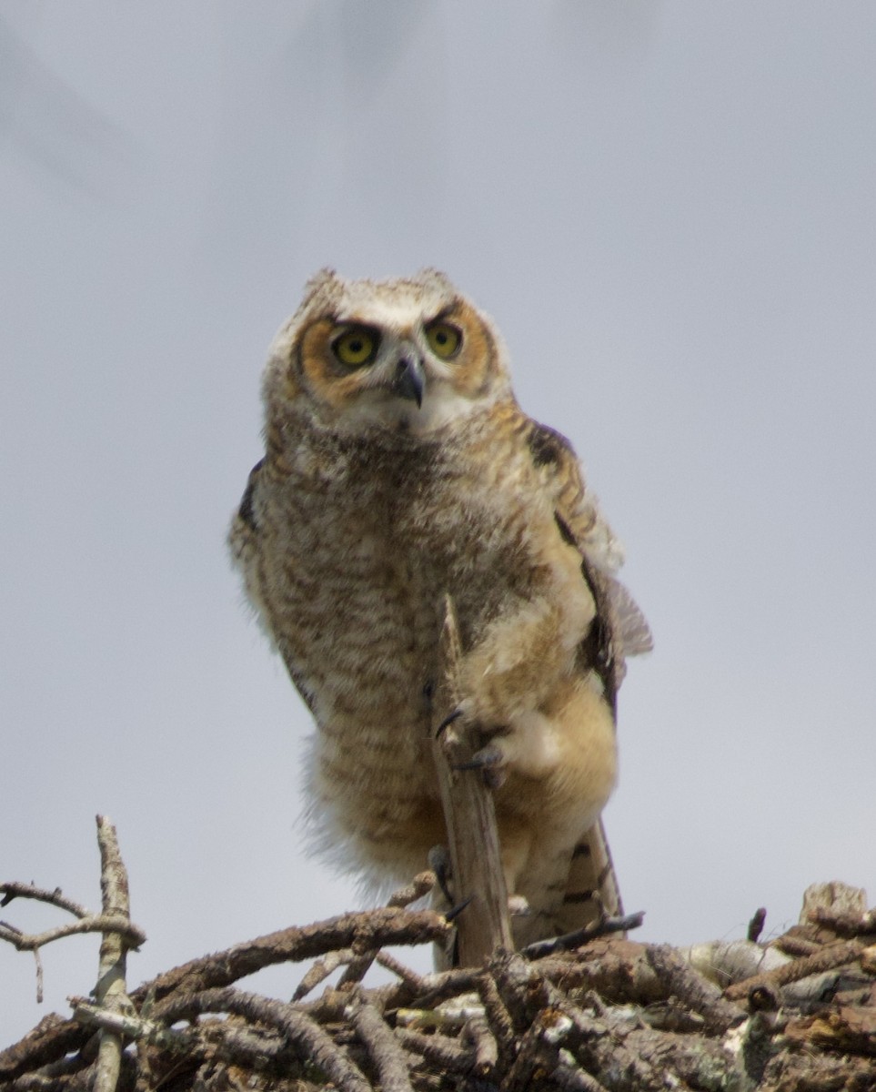 Great Horned Owl - ML619965935
