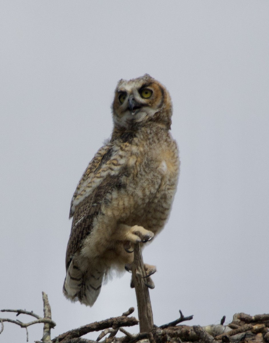 Great Horned Owl - ML619965937