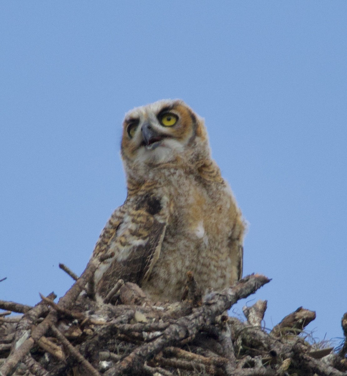 Great Horned Owl - ML619965938