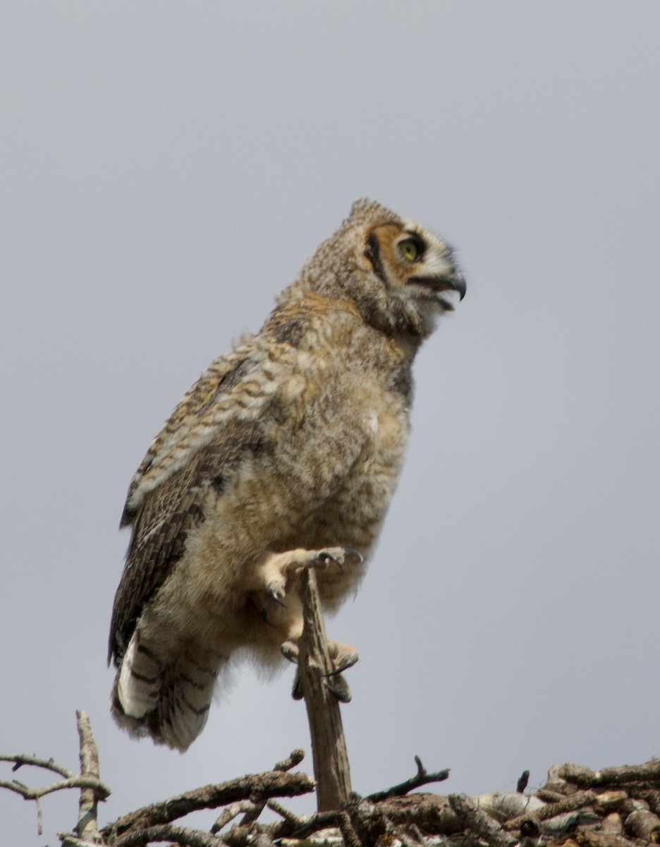 Great Horned Owl - ML619965939