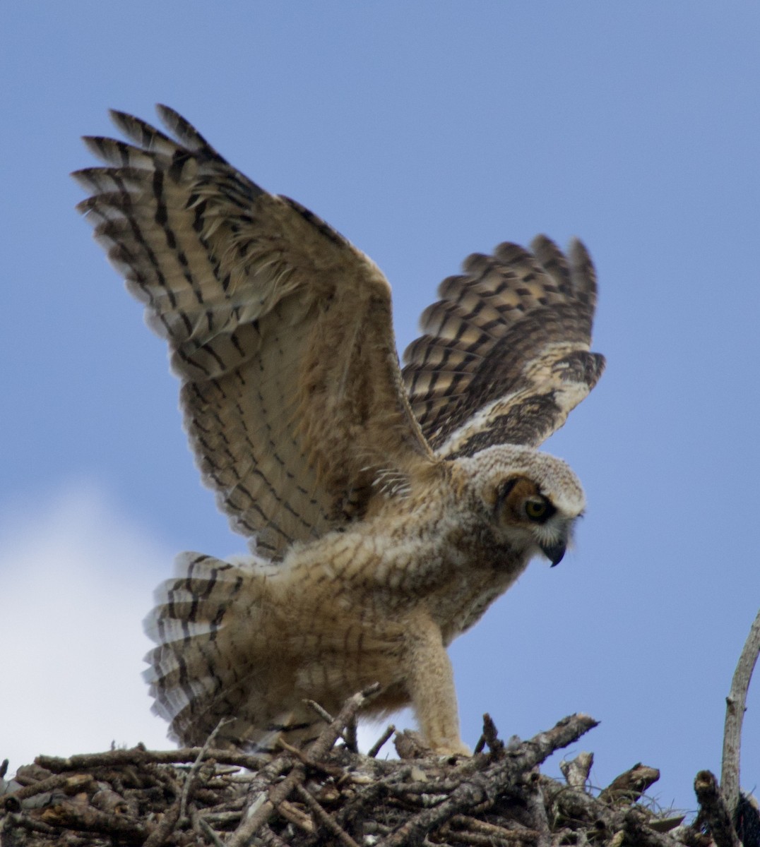 Great Horned Owl - ML619965940