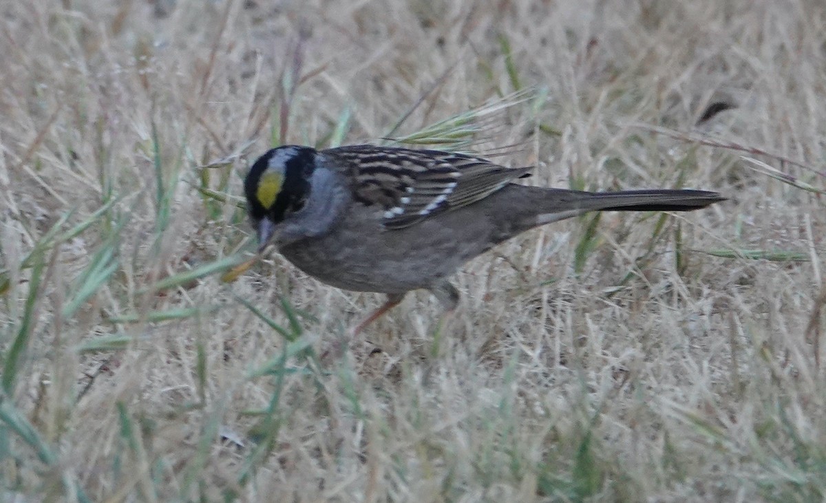 Golden-crowned Sparrow - ML619965941