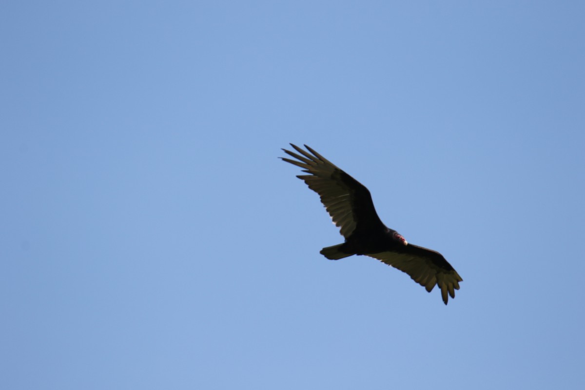 Turkey Vulture - ML619965947
