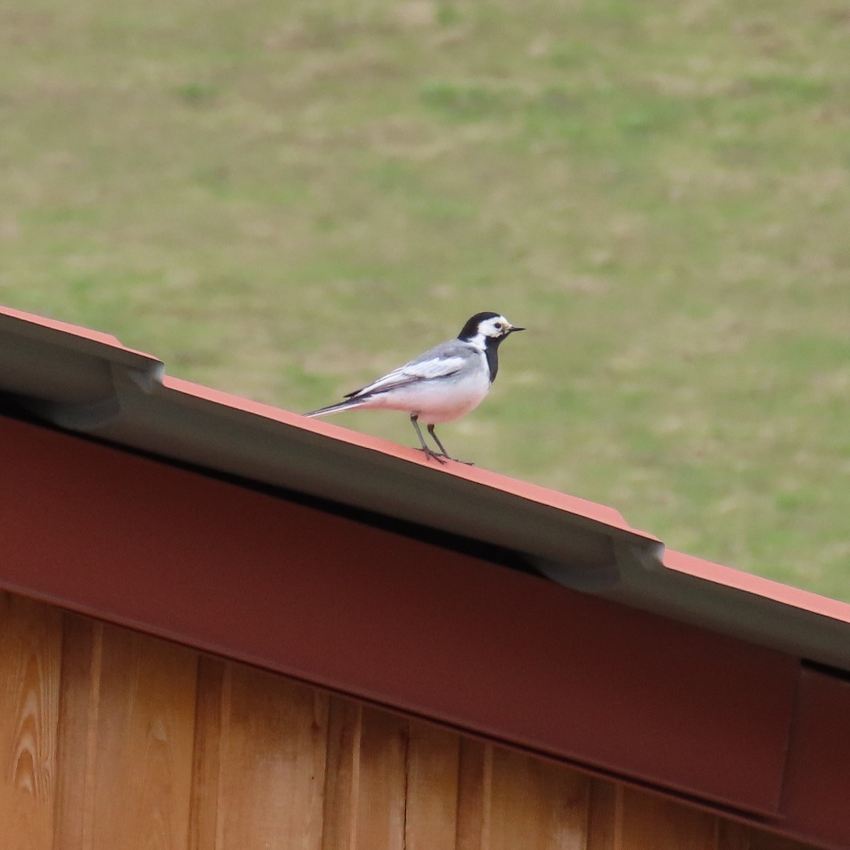 White Wagtail (White-faced) - ML619965951