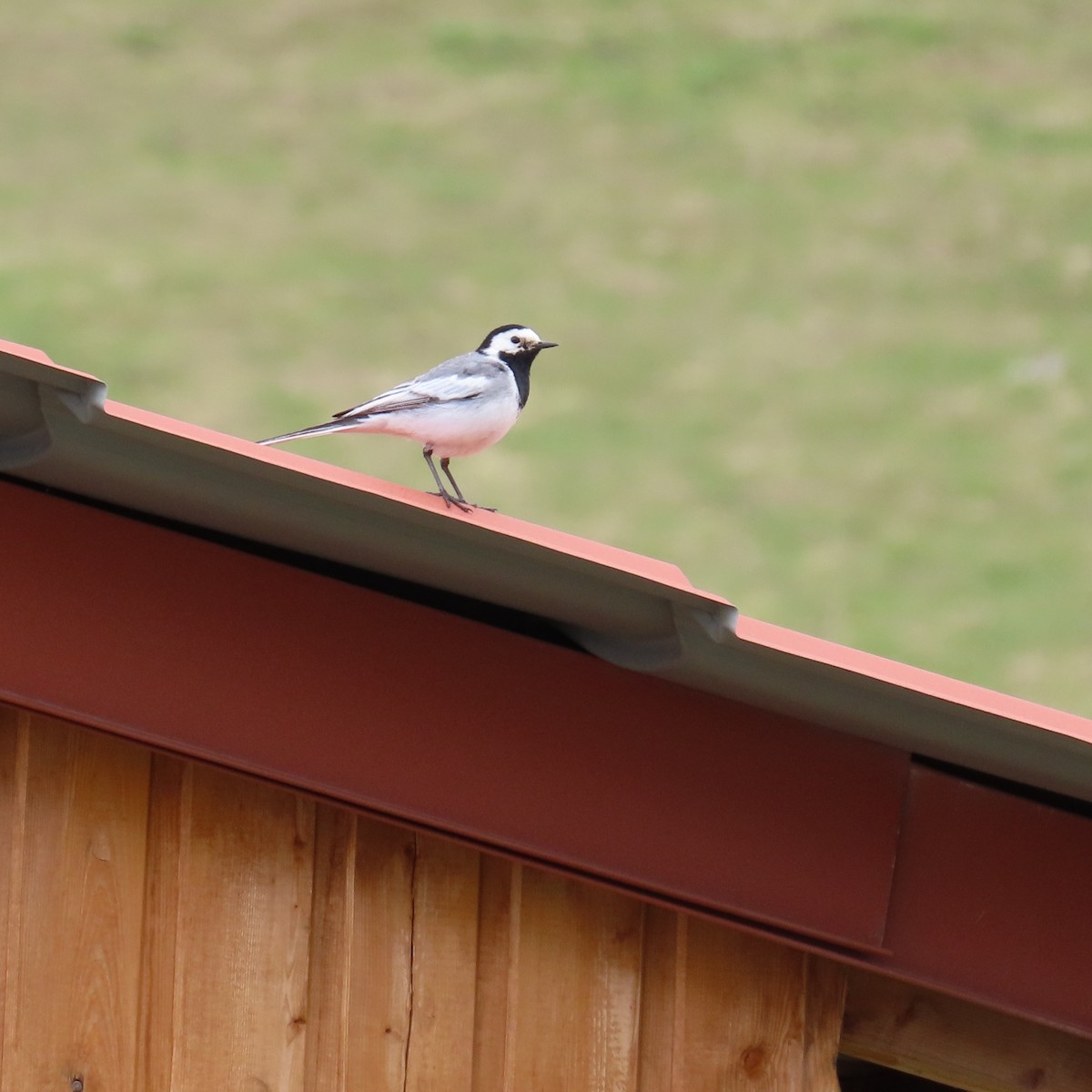 White Wagtail (White-faced) - ML619965952