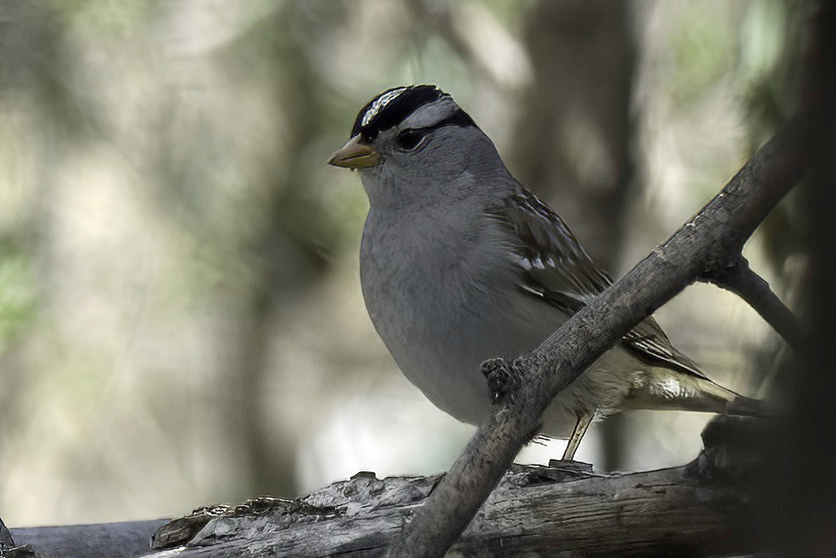 White-crowned Sparrow - ML619965958