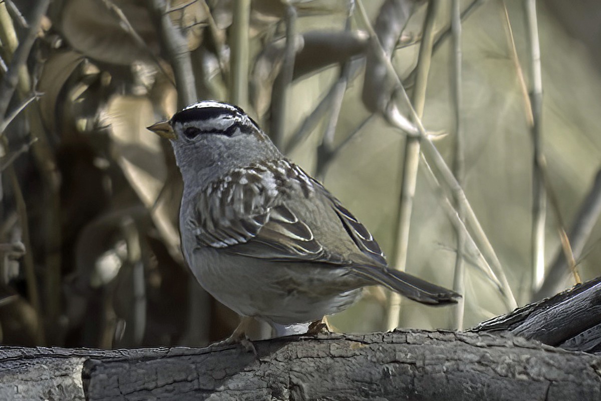 White-crowned Sparrow - ML619965959