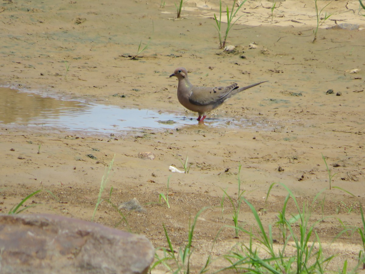 Mourning Dove - ML619965970