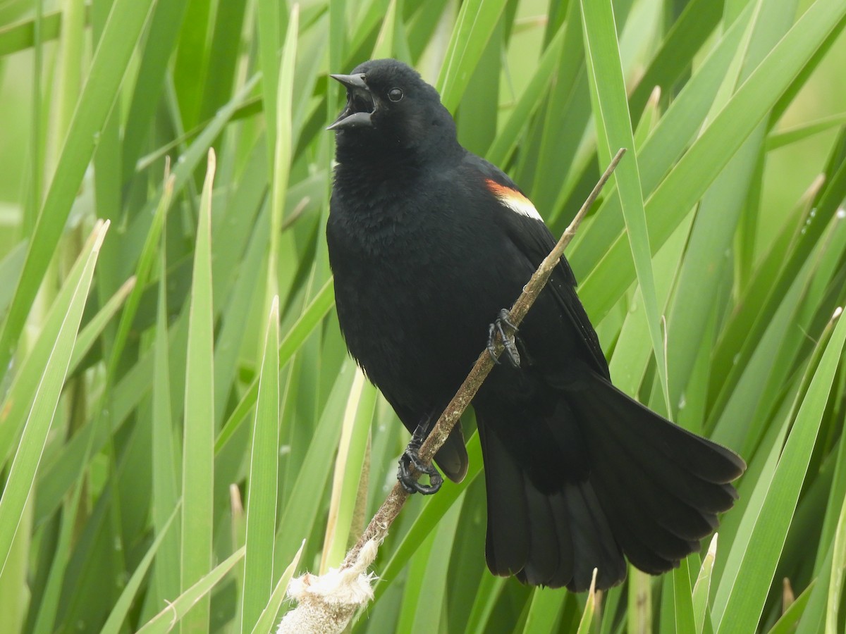 Red-winged Blackbird - ML619965973