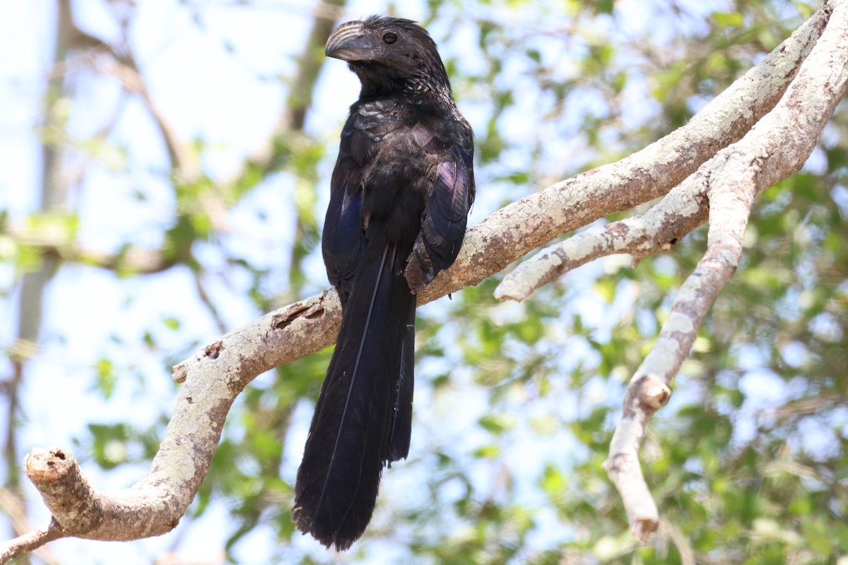 Groove-billed Ani - Kayleigh Andrus