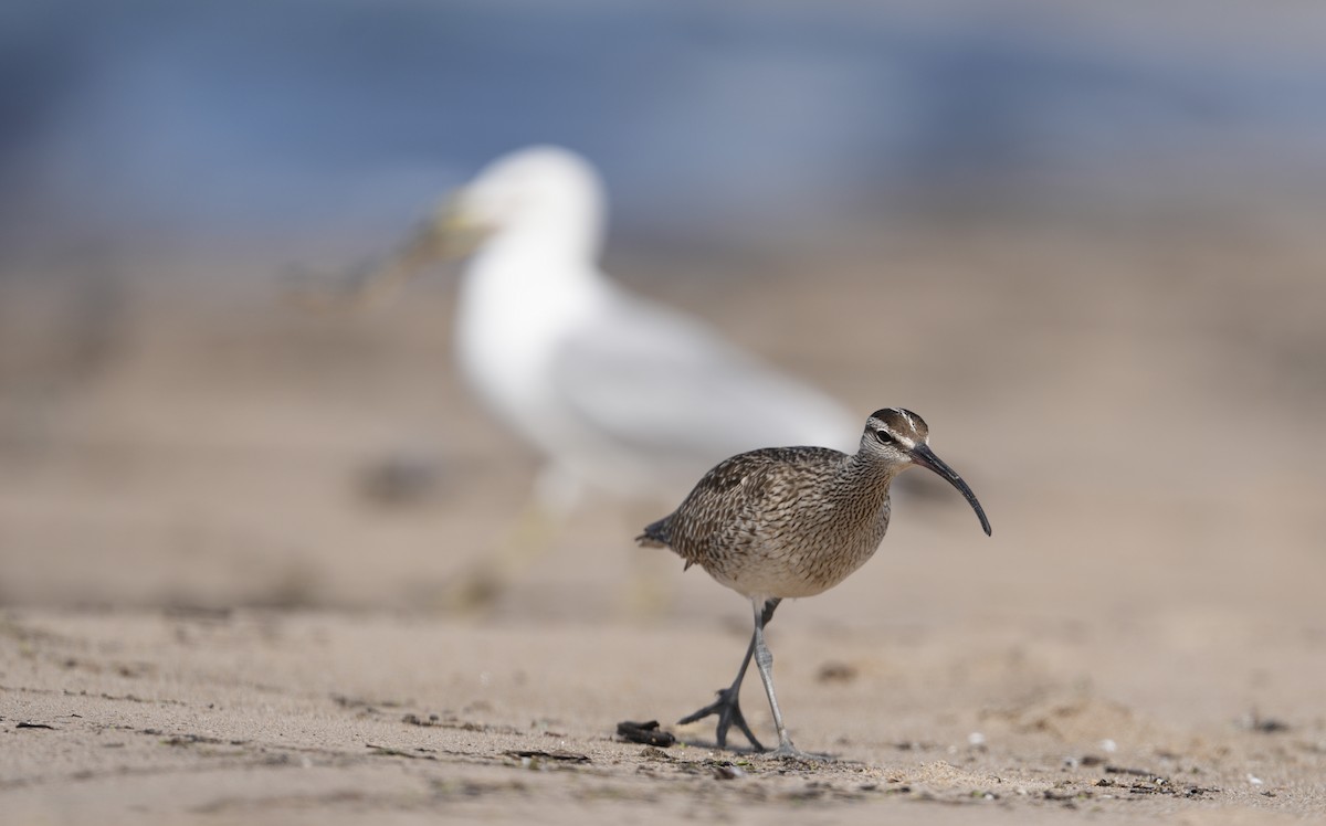 Whimbrel - ML619966013