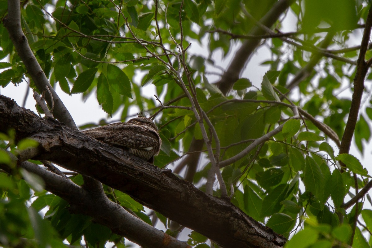 Lesser Nighthawk - ML619966036