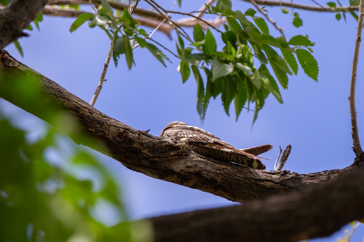 Lesser Nighthawk - ML619966037