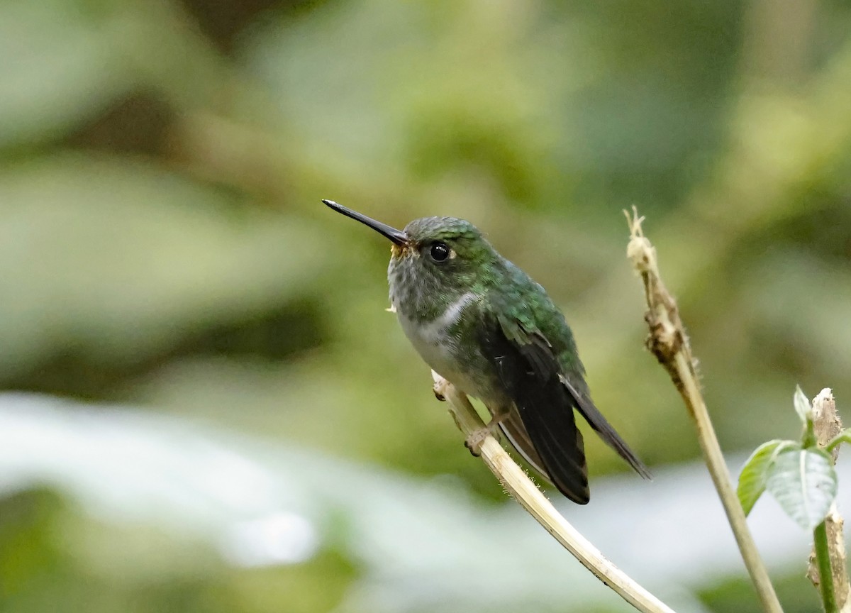 Colibri à queue mi-blanche - ML619966048