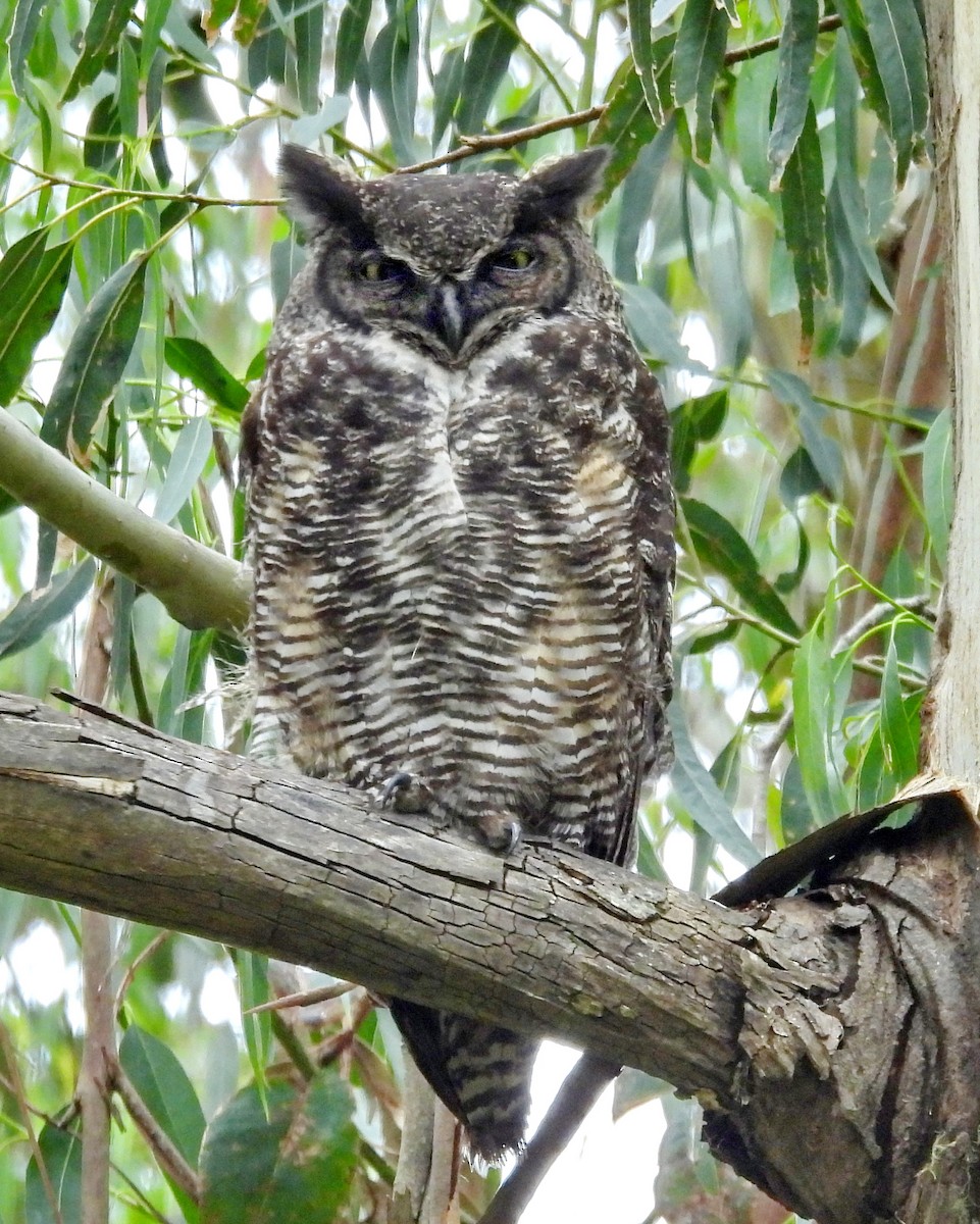 Great Horned Owl - ML619966061