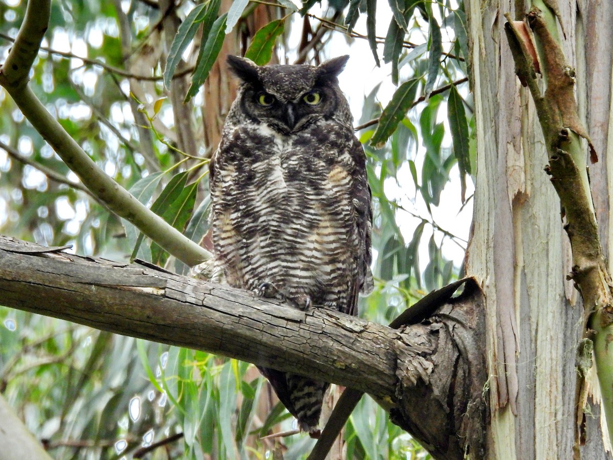 Great Horned Owl - ML619966062