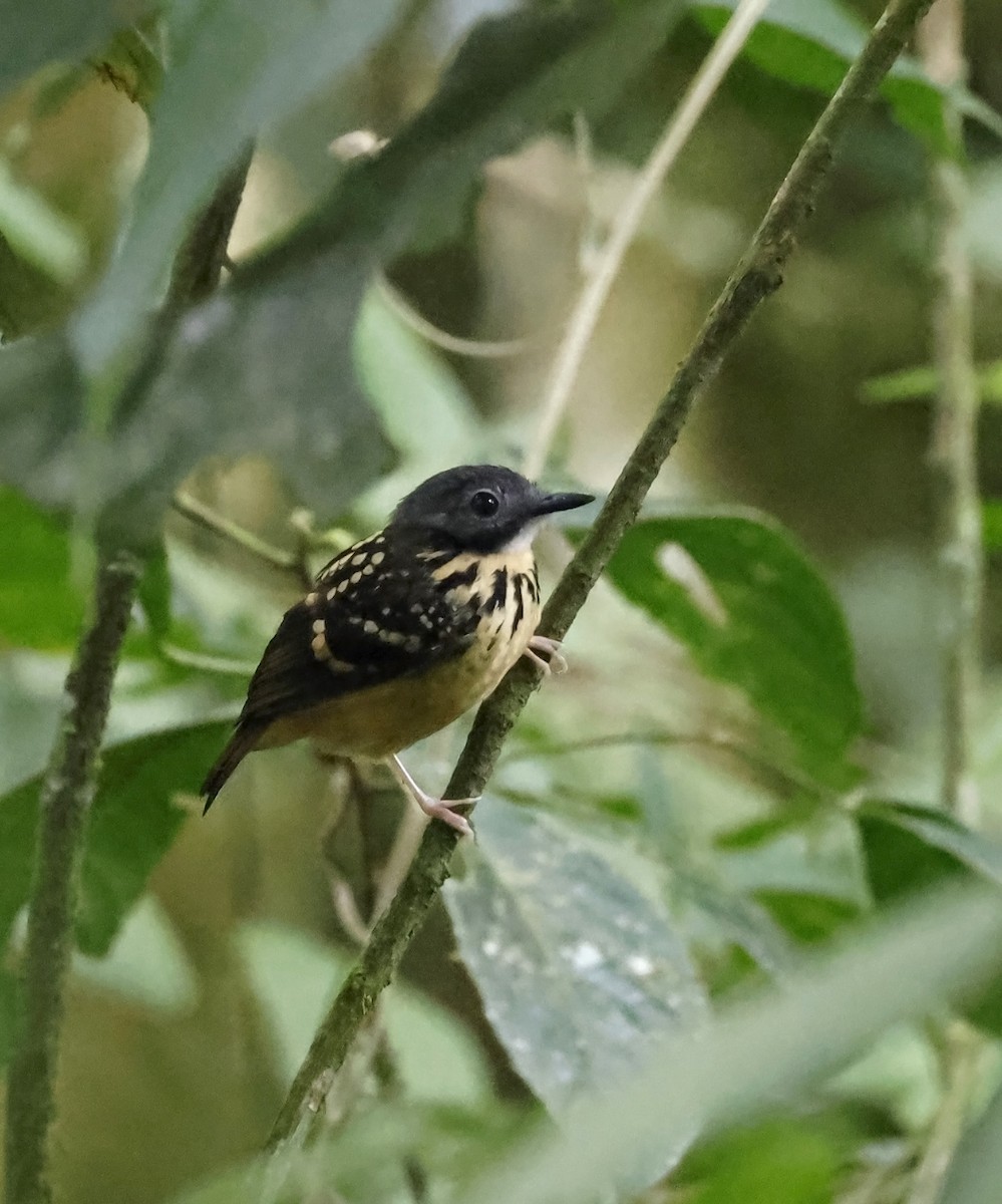 Spot-backed Antbird - ML619966063