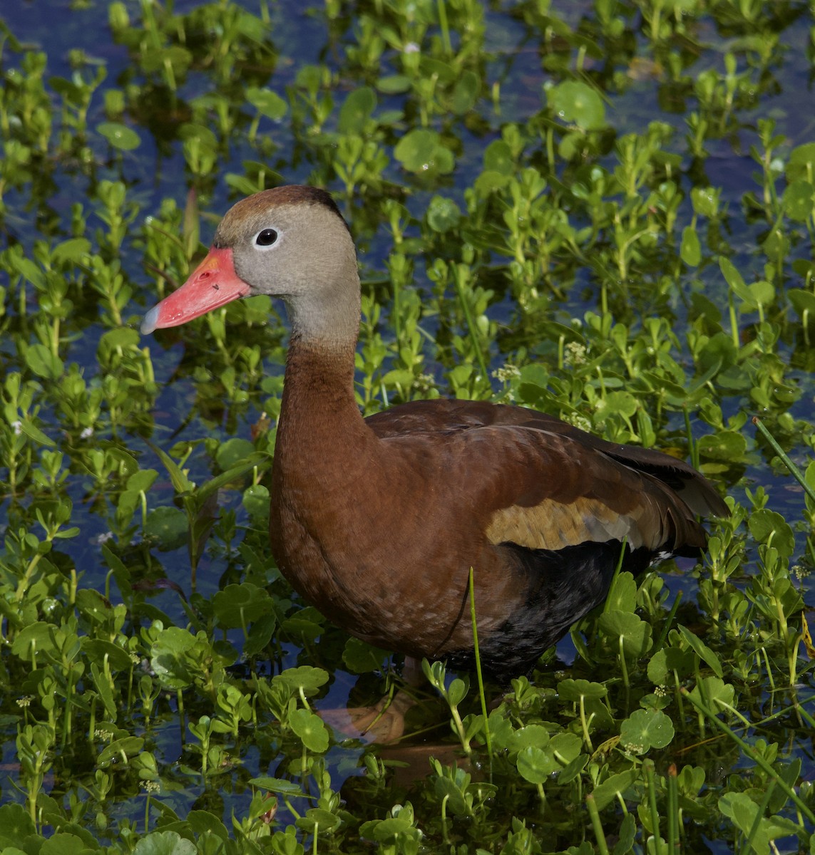 Black-bellied Whistling-Duck - ML619966069