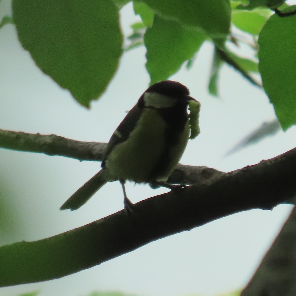 Mésange charbonnière - ML619966088