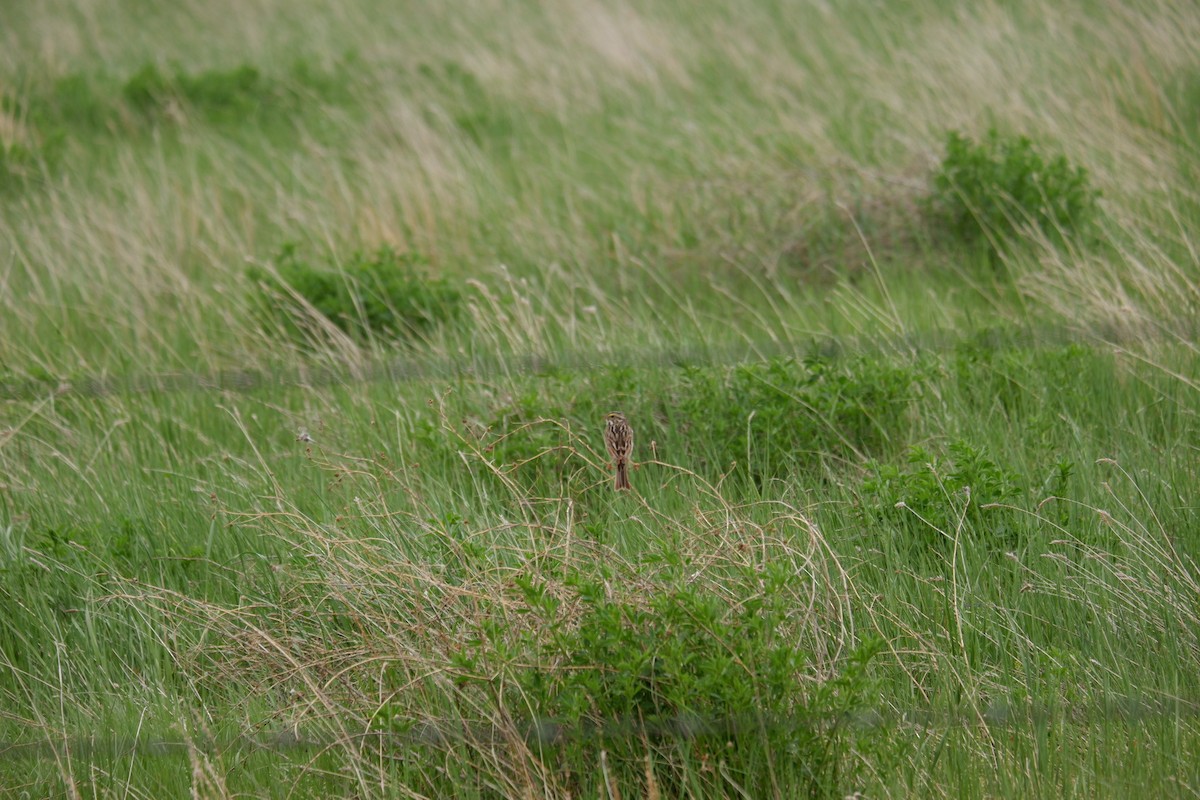 Savannah Sparrow - ML619966095