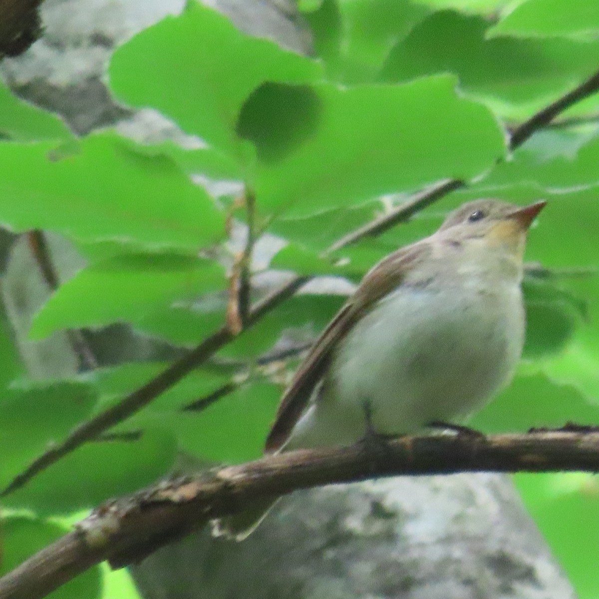 Red-breasted Flycatcher - ML619966105