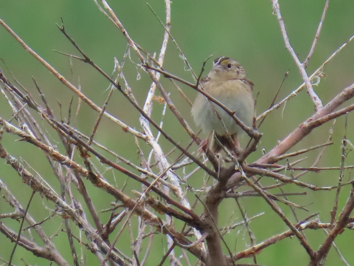 Grasshopper Sparrow - ML619966110