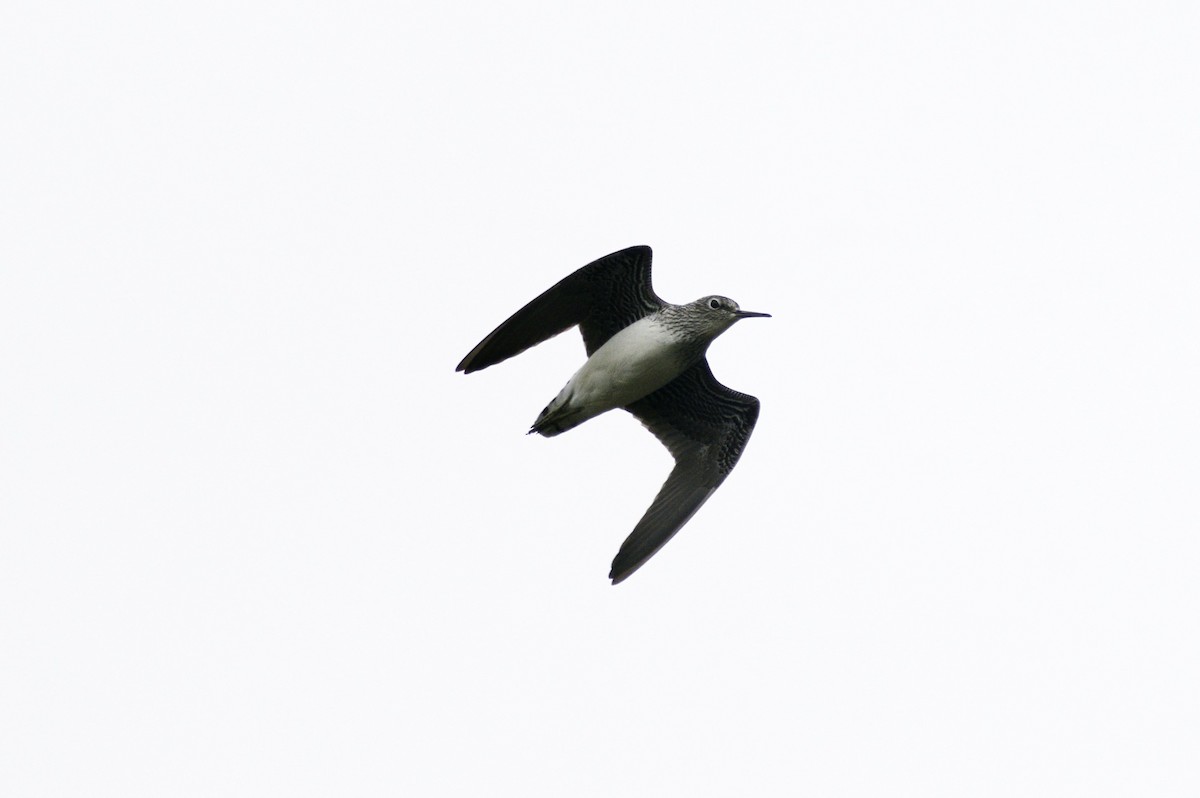 Solitary Sandpiper - ML619966112