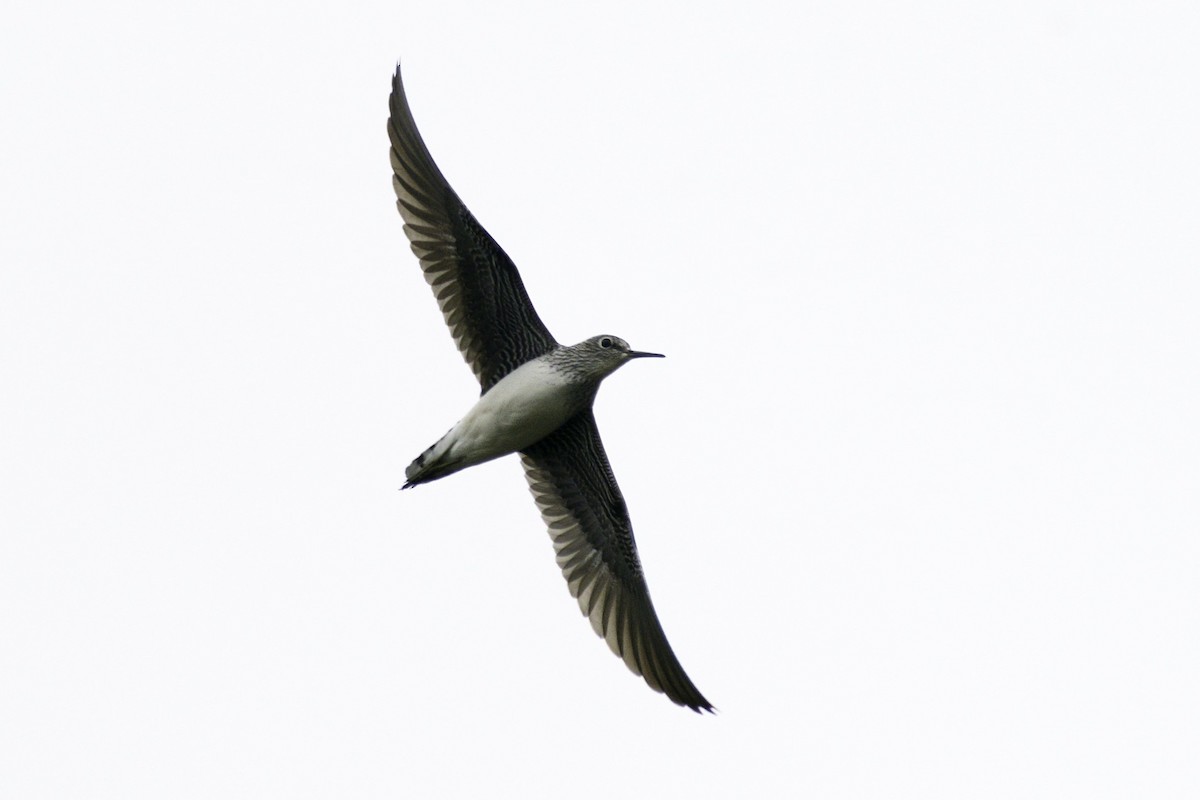 Solitary Sandpiper - ML619966113