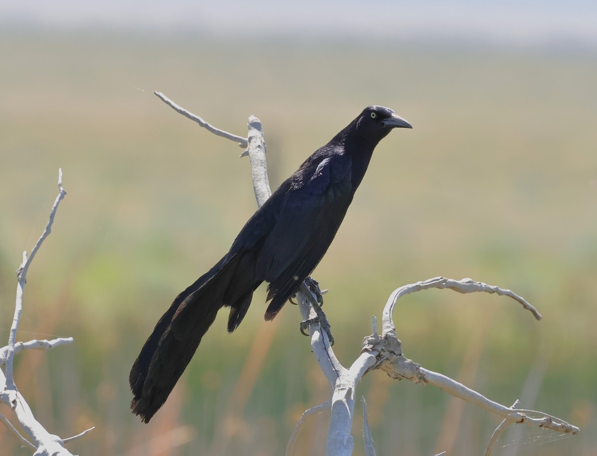 Great-tailed Grackle - ML619966117