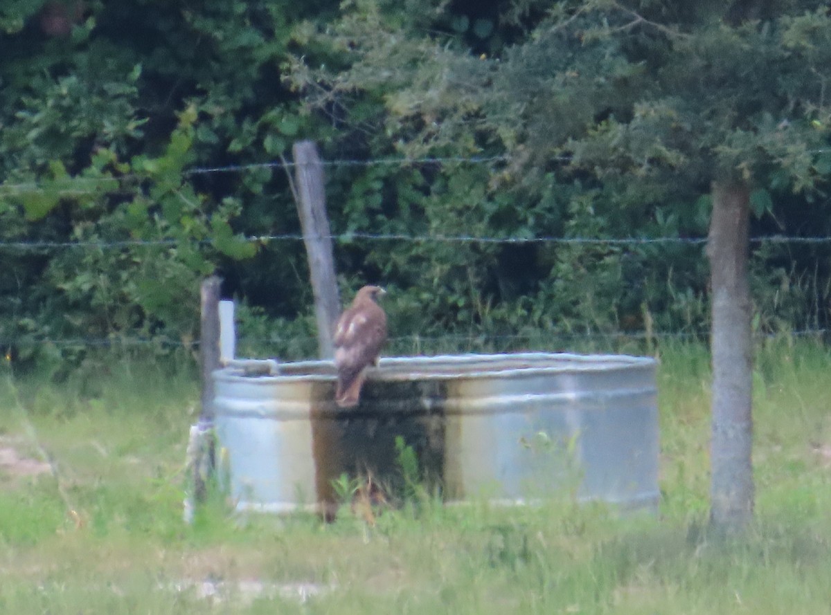 Red-tailed Hawk - ML619966143