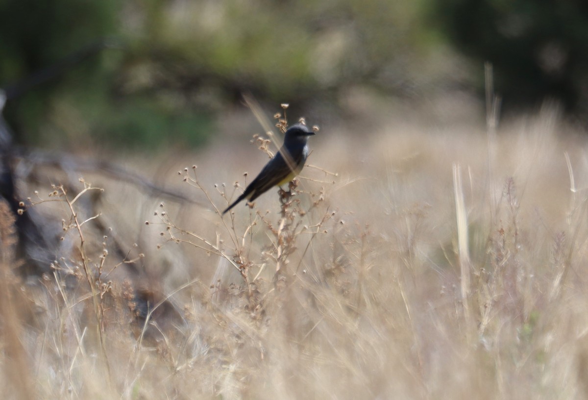 Cassin's Kingbird - ML619966149