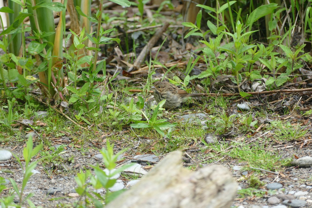 Swamp Sparrow - ML619966150