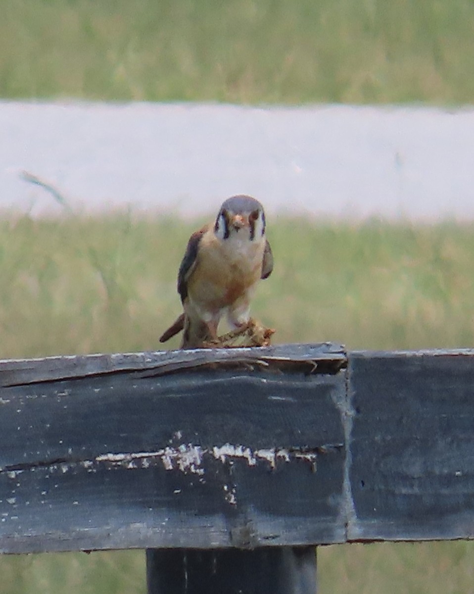 American Kestrel - ML619966180