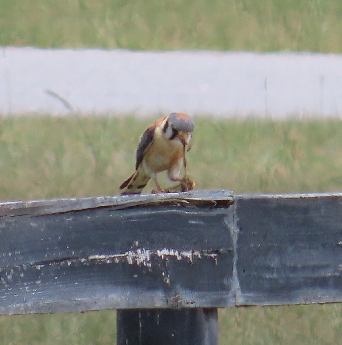 American Kestrel - ML619966182