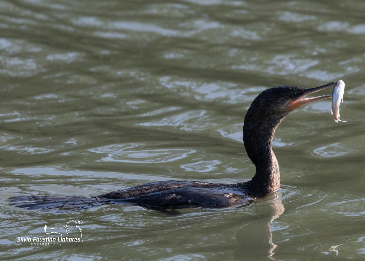 Neotropic Cormorant - ML619966196