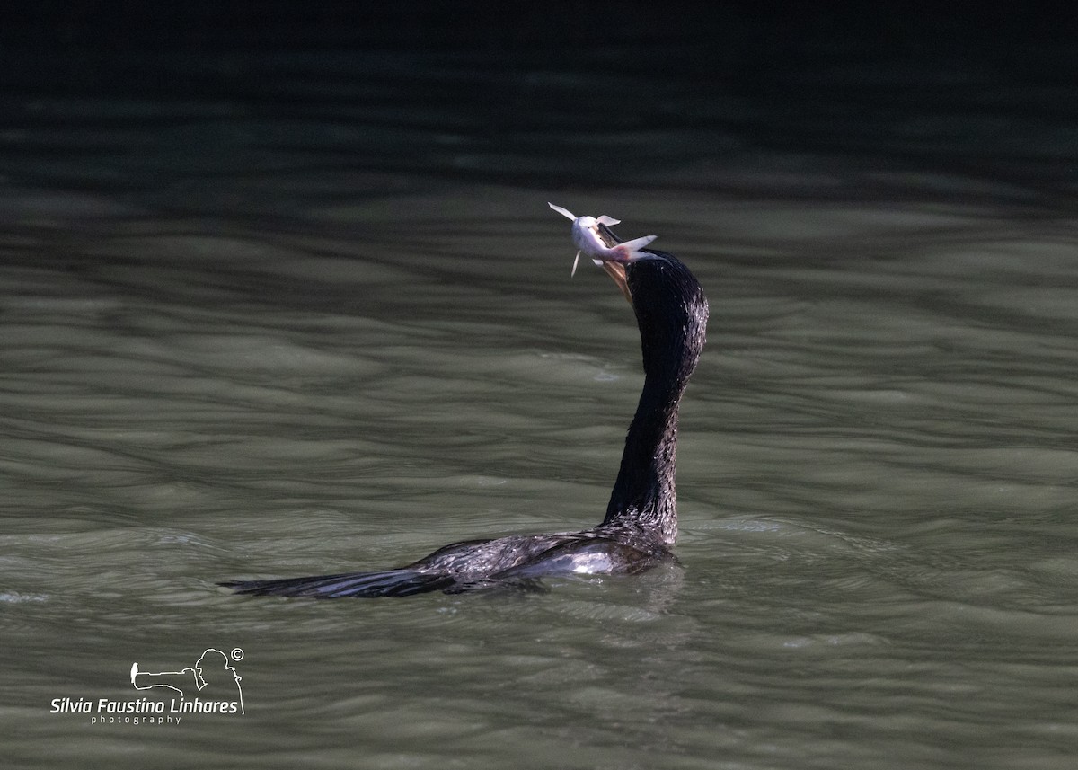 Neotropic Cormorant - ML619966197