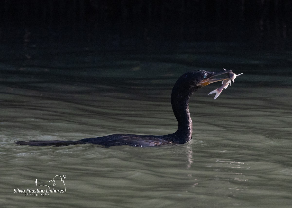 Neotropic Cormorant - ML619966202