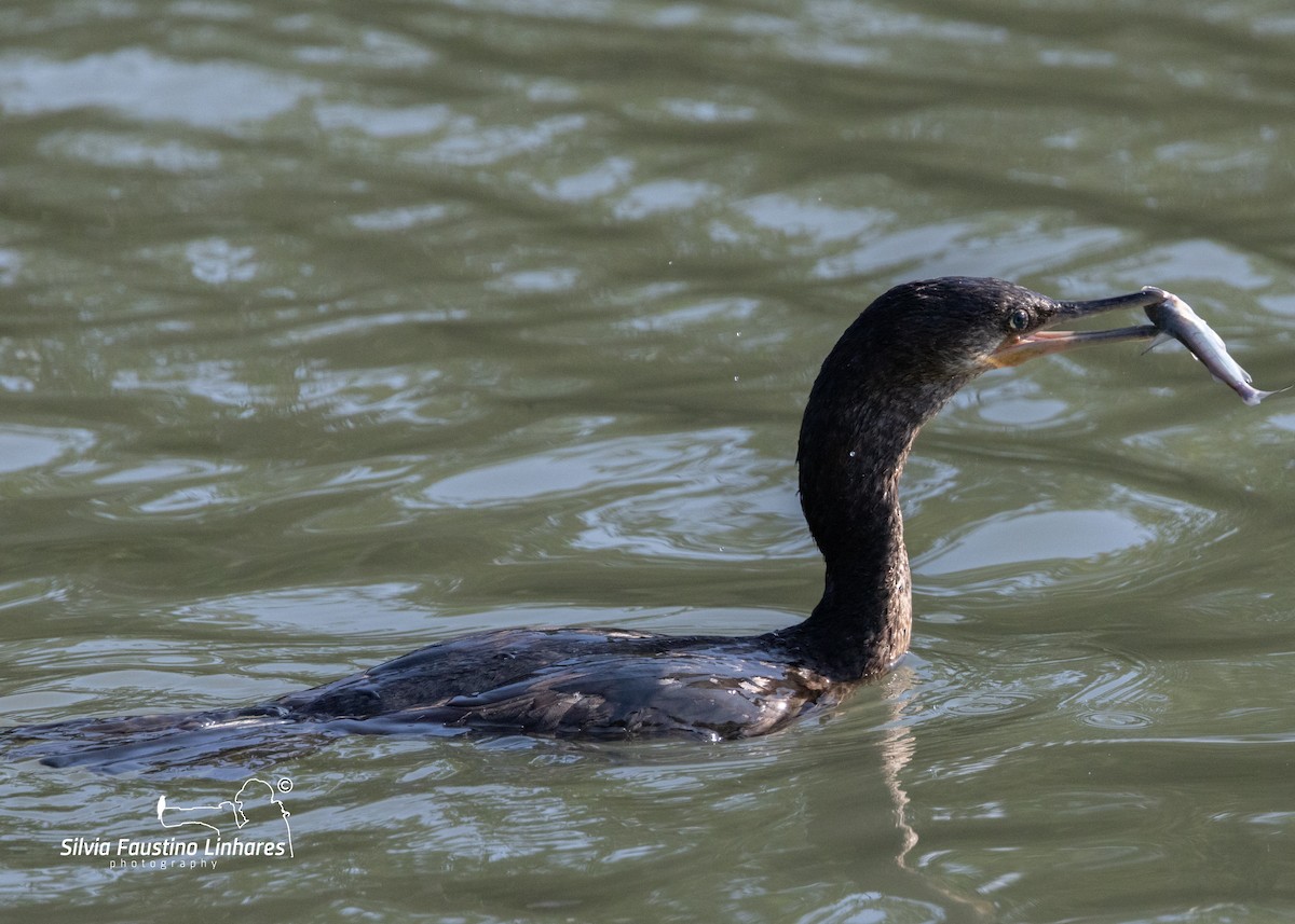 Neotropic Cormorant - ML619966203