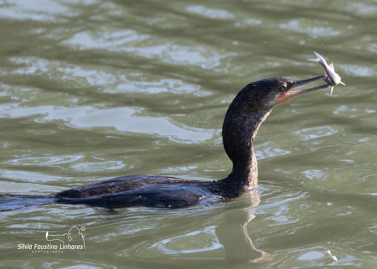 Neotropic Cormorant - ML619966204