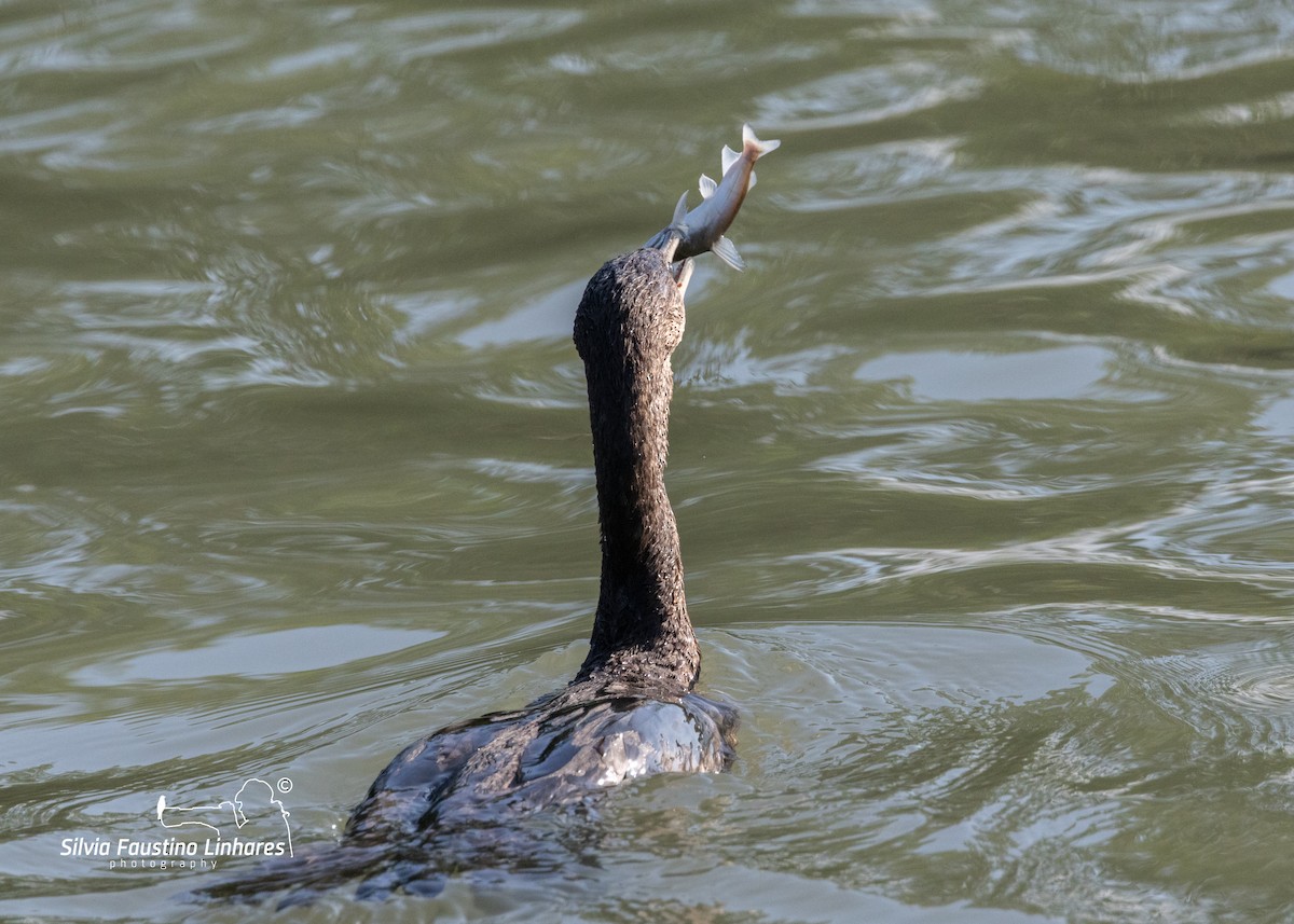 Cormoran vigua - ML619966207