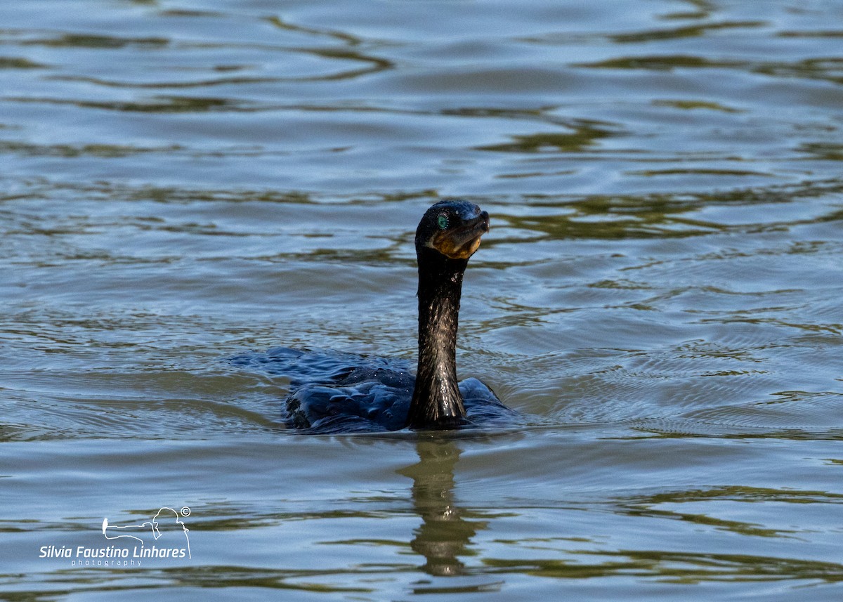 Cormoran vigua - ML619966208