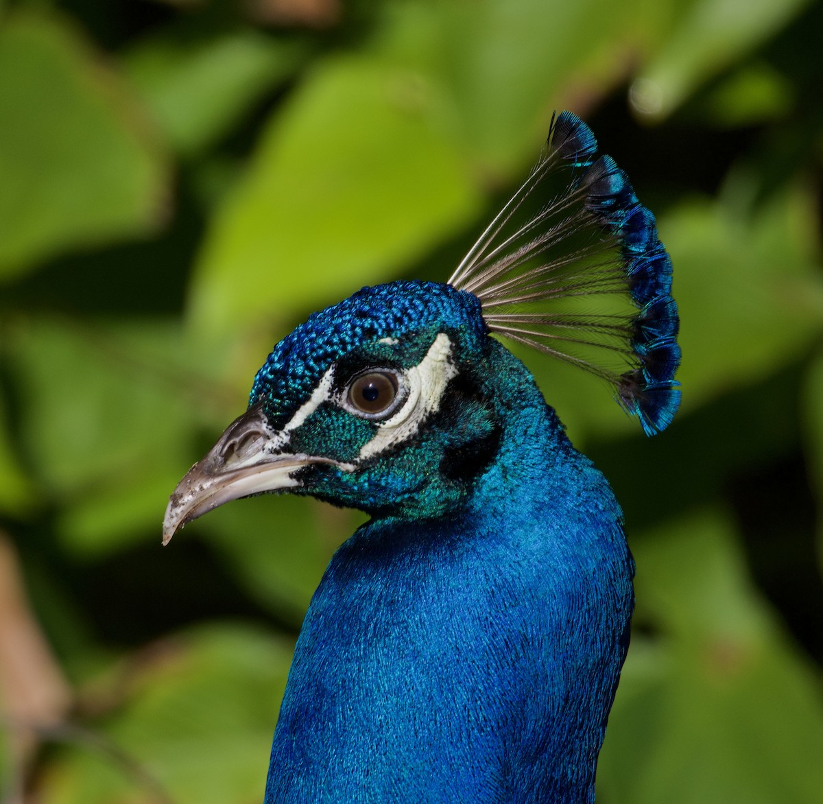 Indian Peafowl - ML619966210