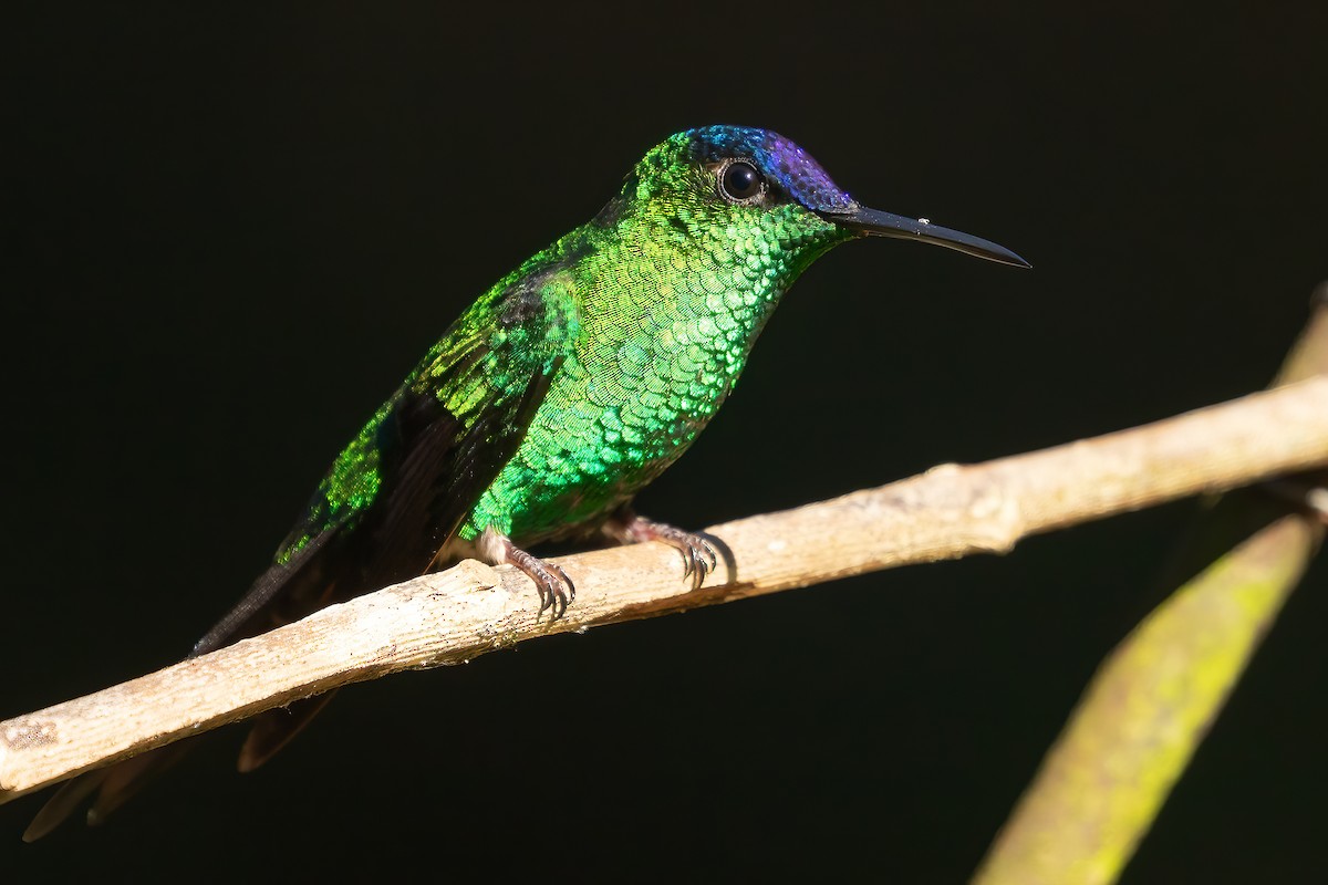 kolibřík fialovotemenný - ML619966217