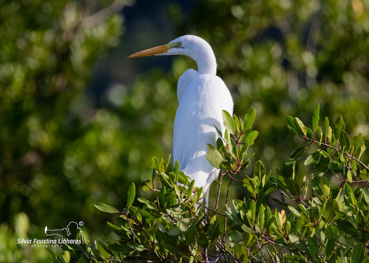 Great Egret - Silvia Faustino Linhares