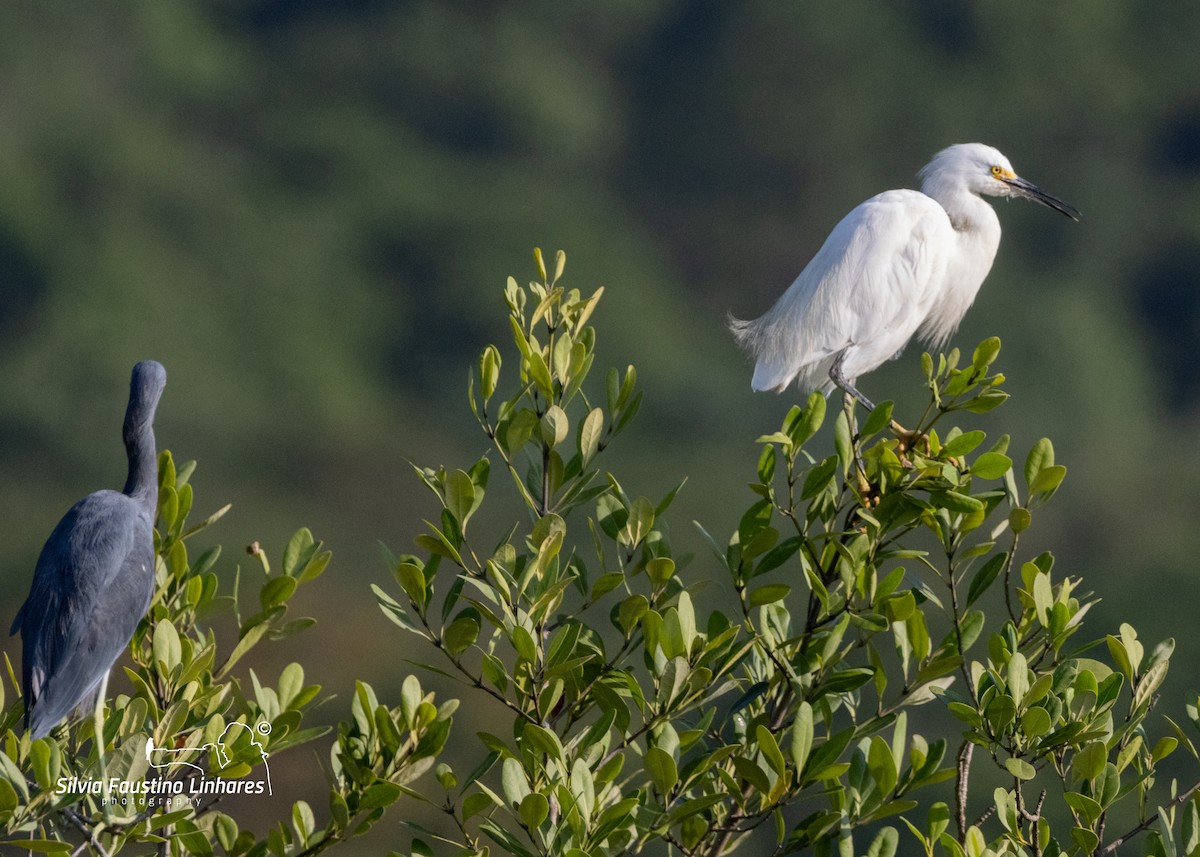 Snowy Egret - ML619966228